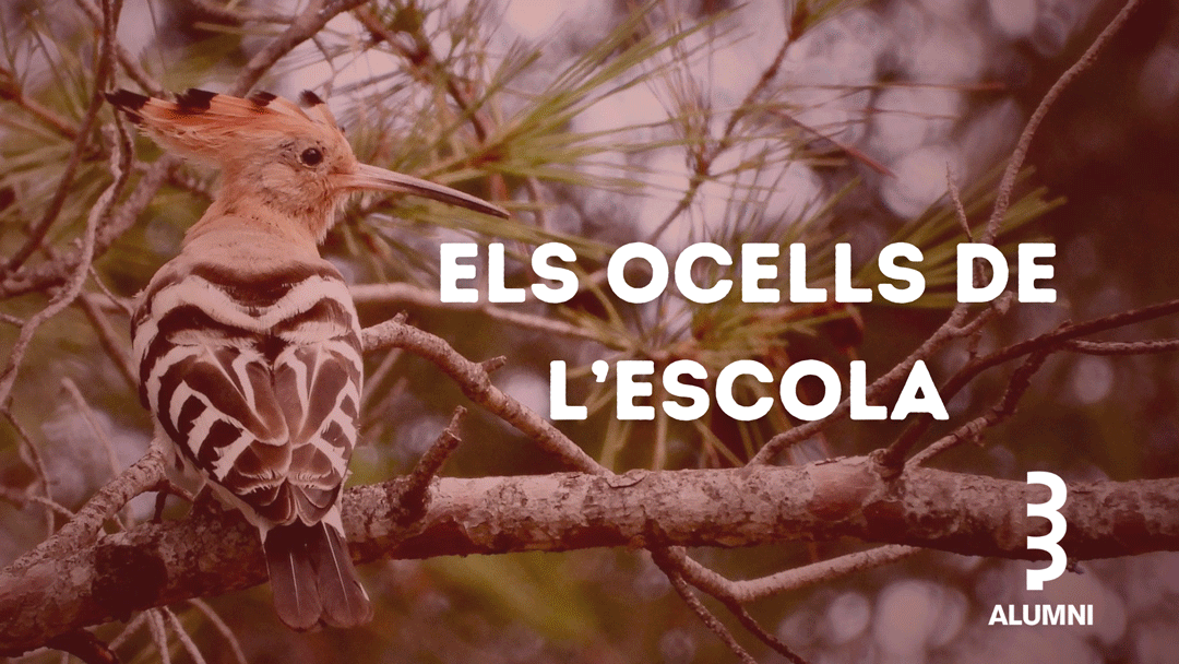 ocellsanimat.gif