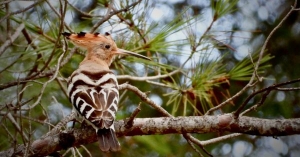 Els BPAlumni Santi Ruiz i Santi Beascoa conversen sobre ocells