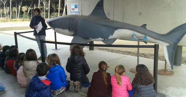 Volem saber més sobre els animals marins