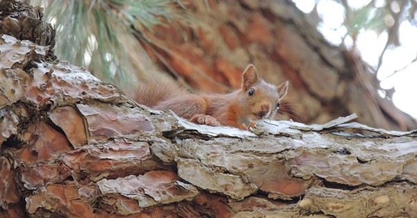 Us presento els més estimats dels animals que viuen al bosc de la nostra Escola!