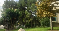Celebrem l'any dels arbres