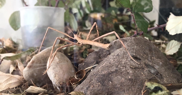 Els insectes pal tornen a l’Escola