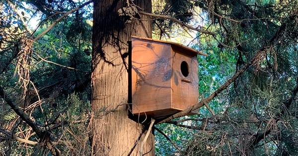 A 2n ESO treballem en el projecte D’arbre en arbre